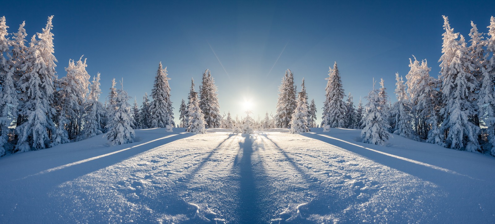 Un bosque cubierto de nieve con el sol brillando a través de los árboles (invierno, nieve, árbol, naturaleza, congelación)