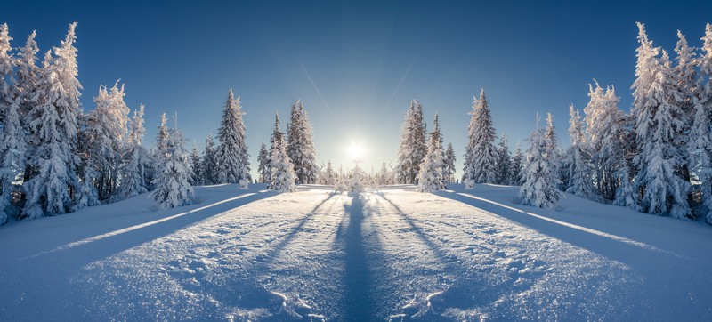 Снежный лес с солнцем, пробивающимся сквозь деревья (зима, снег, дерево, природа, замораживание)