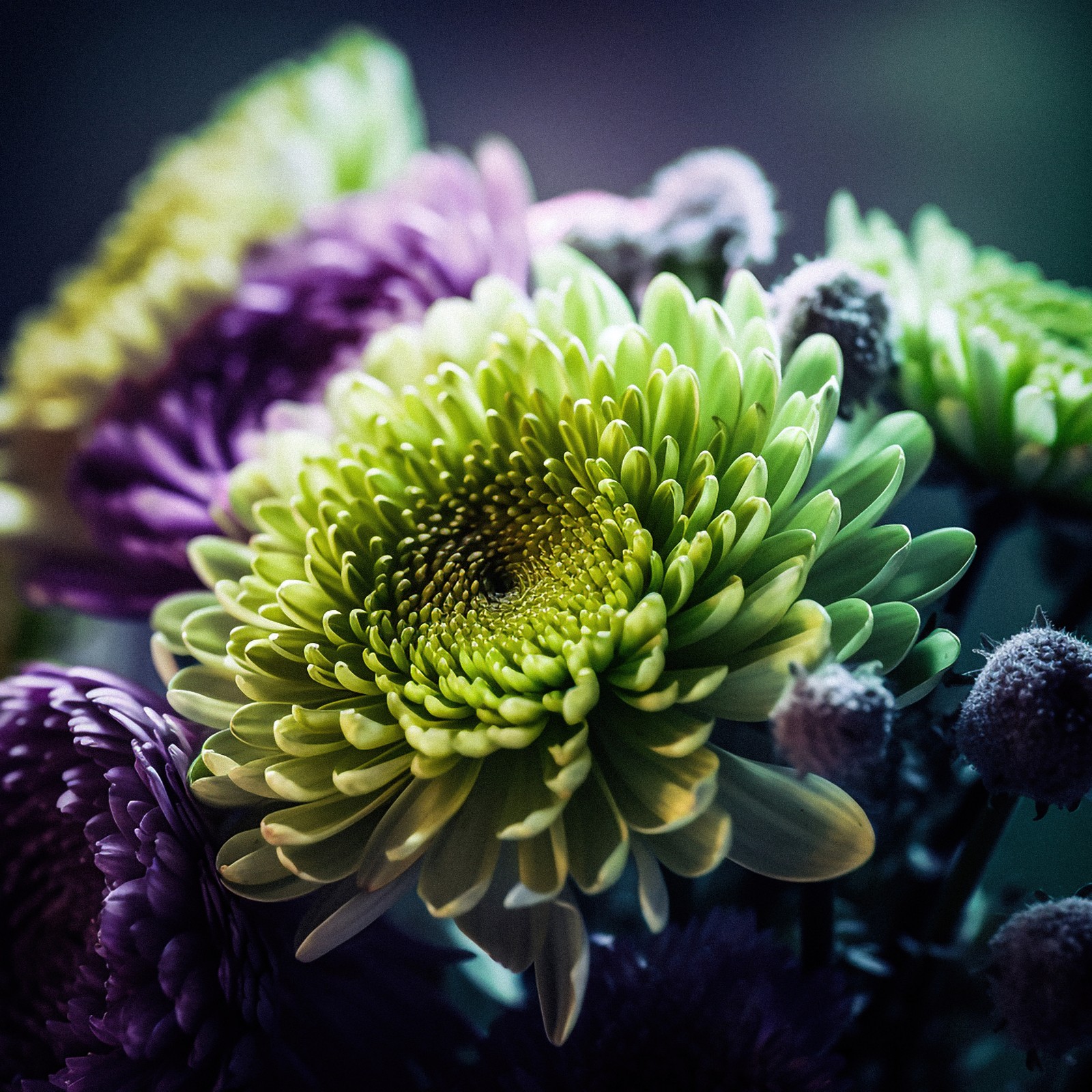 There are many purple and green flowers in a vase (chrysanthemum flowers, macro, floral background, closeup photography, flowers)