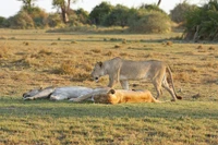 león, safari, vida silvestre, animal terrestre, pradera