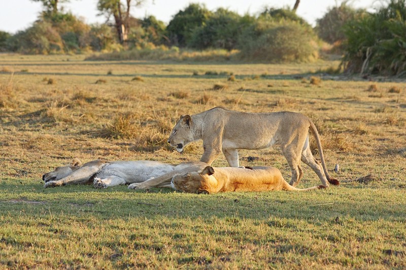 Двое львов и львица лежат в траве (лев, сафари, safari, дикая природа, наземное животное)