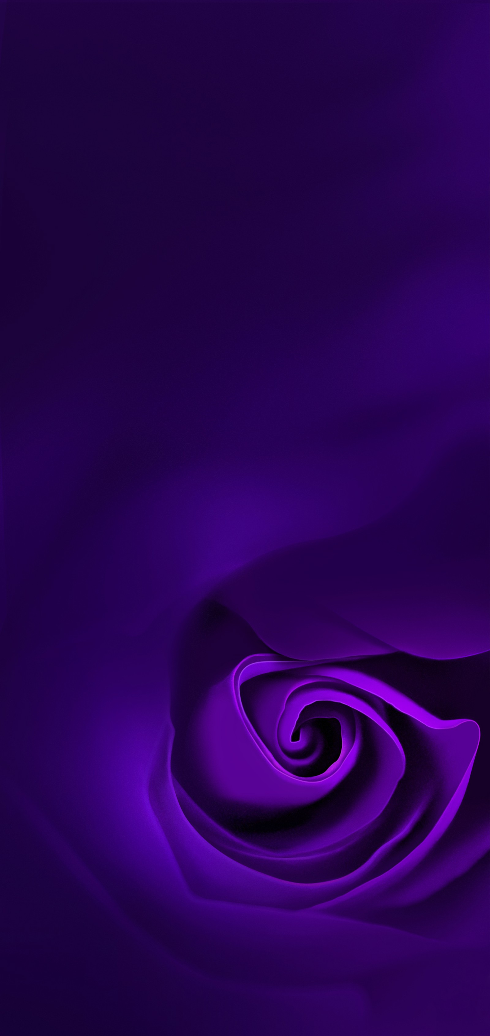 Une rose violette sur un fond noir (oppo, oppo r15, android, smartphone, violet)