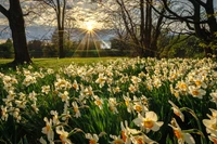 Campo soleado de narcisos entre árboles y nubes