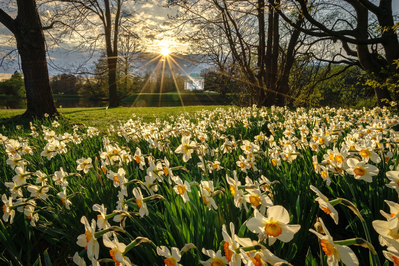 Um campo de flores brancas e amarelas com o sol brilhando através das árvores (flor, planta, luz, folha, pétala)