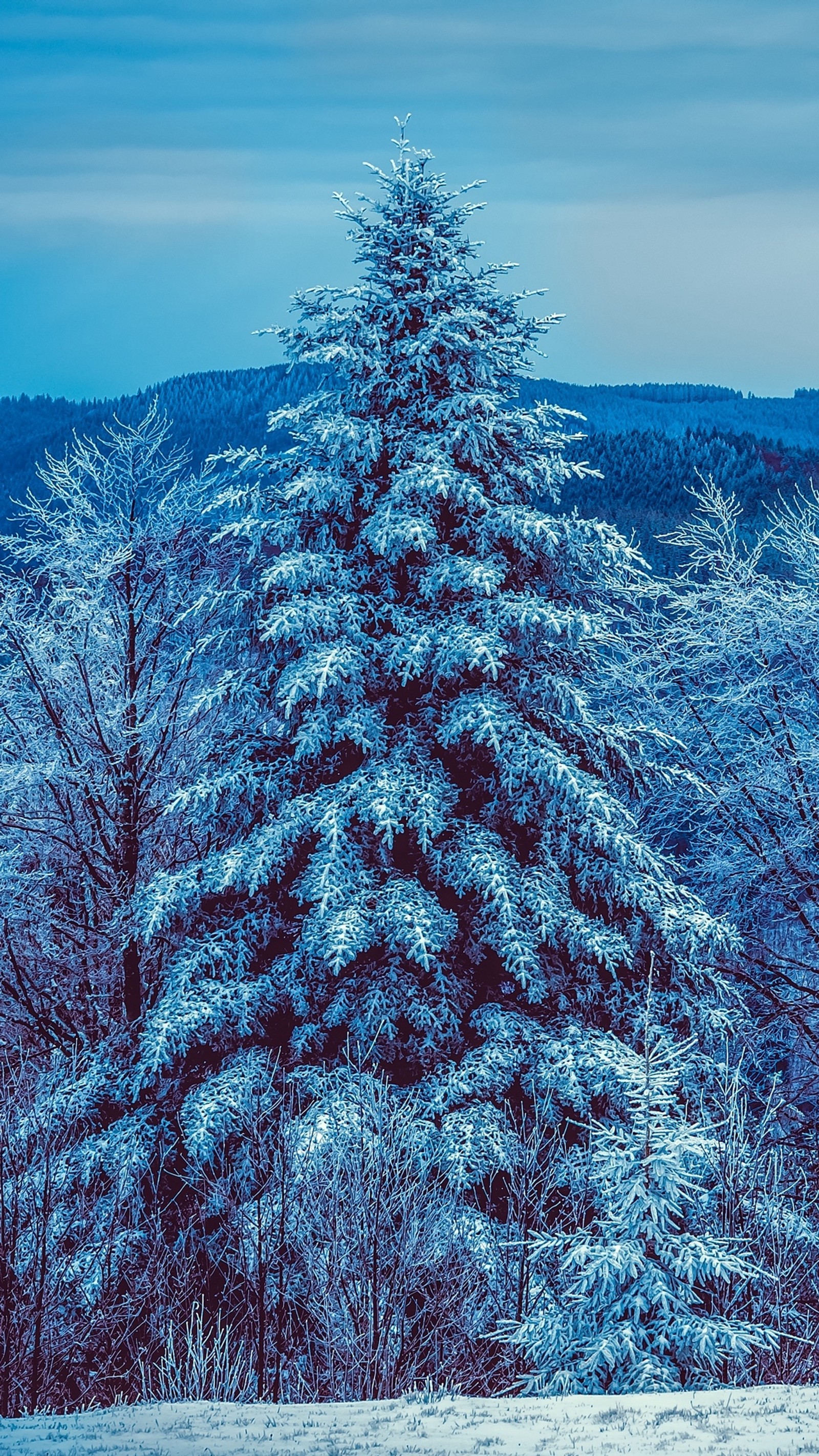 There is a snow covered tree in the middle of a snowy field (winter, snow, frost, blue, larch)