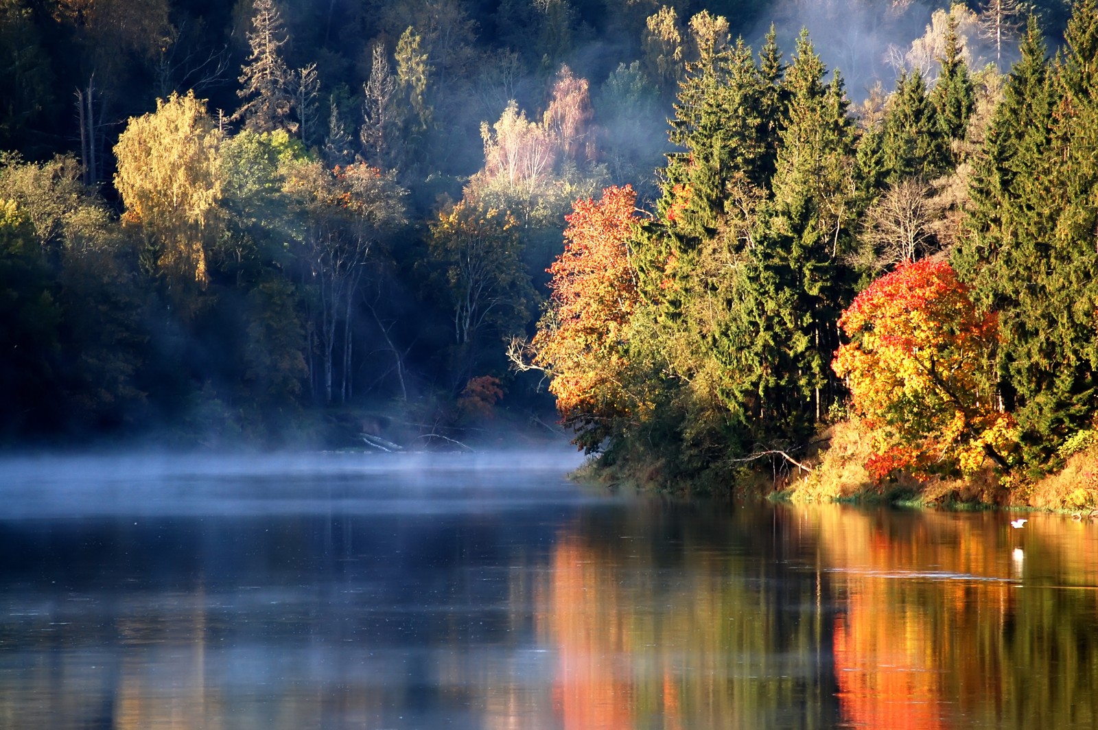 Des arbres se reflètent dans l'eau d'un lac avec de la brume (automne, lac, nature, paysage naturel, réflexion)