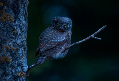 Hibou pygmée eurasien perché sur une branche d'arbre la nuit