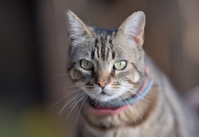 Close-up of a cat with prominent whiskers and striking green eyes, wearing a collar.