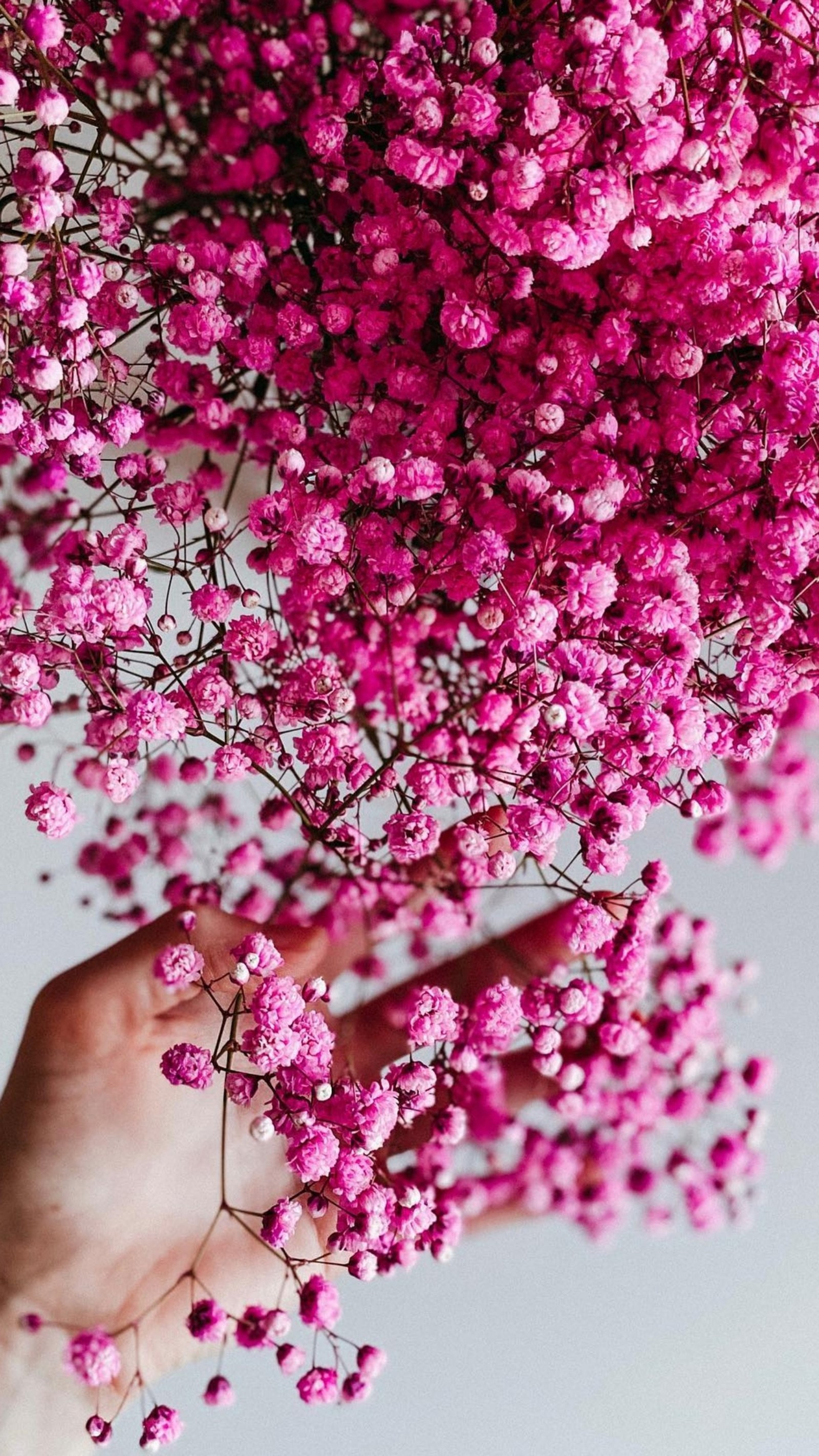 Alguien sostiene un ramo de flores rosas en la mano (floración, arbusto, flor, pétalo, gesto)