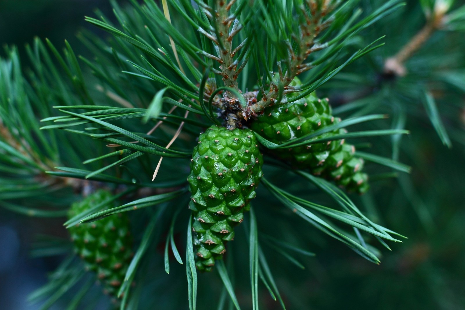 Un gros plan d'un pin avec beaucoup de pommes de pin (couleur, vert, cône de conifère, mélèze, plantes)