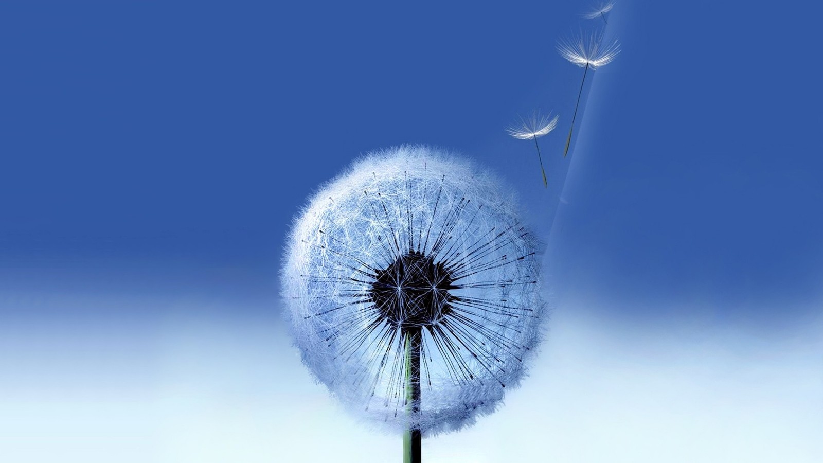 dandelion, blue, flower, plant, pollen wallpaper