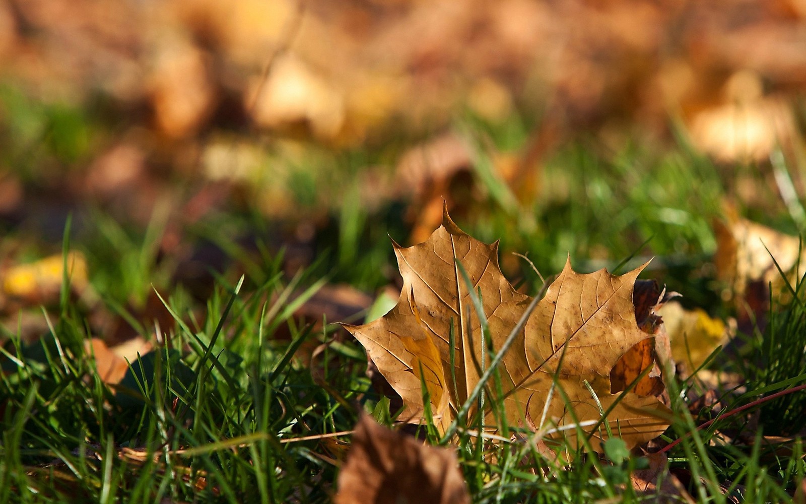 Leaves on the ground in the grass with a blurry background (autumn, deciduous, plant, sunlight, nature)