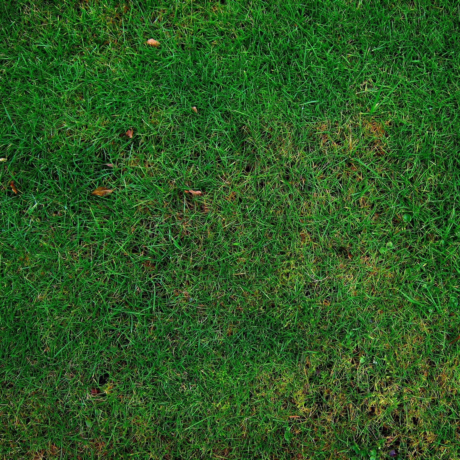 Un primer plano de un campo de césped verde con un frisbee en el medio (cesped, hierba, verde, pasto, planta)