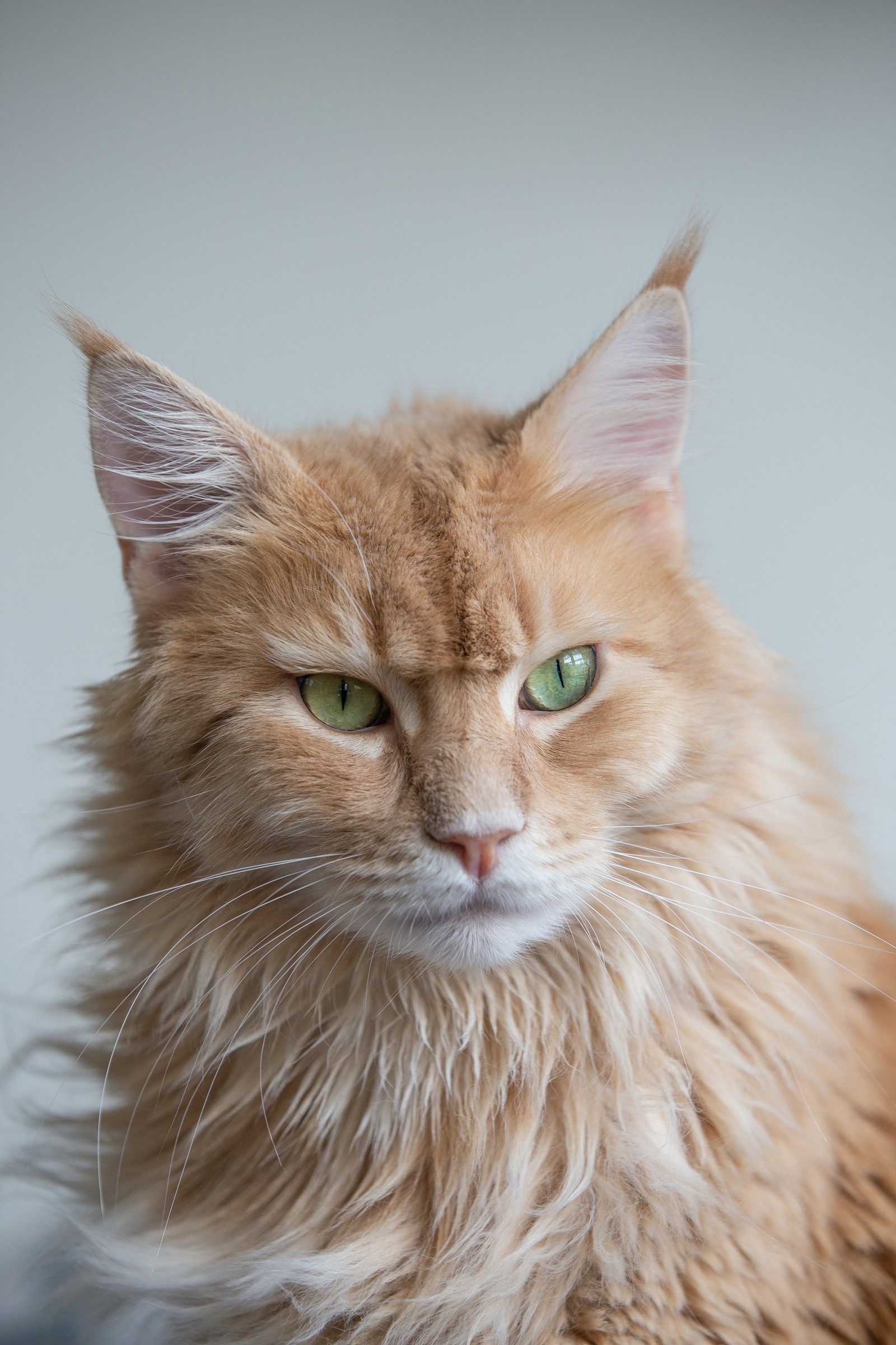 Descargar fondo de pantalla felidae, británico de pelo corto, gran danés, gato bengalí, gato persa