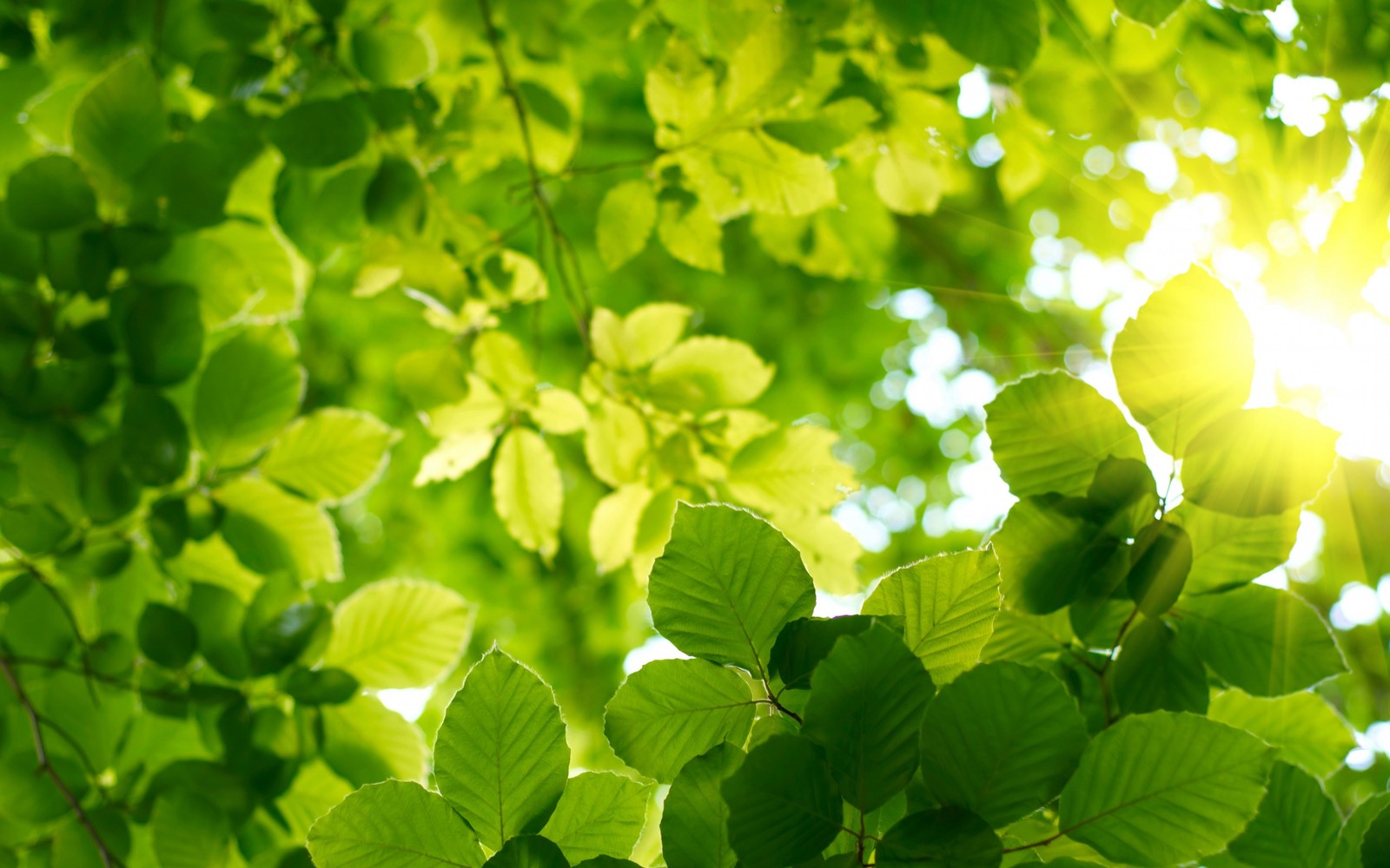 La luz del sol brillando a través de las hojas de un árbol en el bosque (hoja, luz solar, verde, ligero, vegetación)