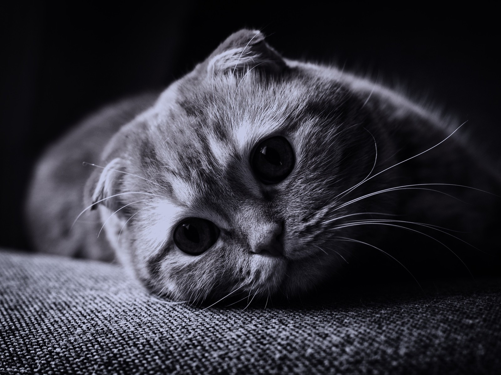 Un chat allongé sur un canapé en regardant la caméra (scottish fold, moustaches, chat, noir, écosse)