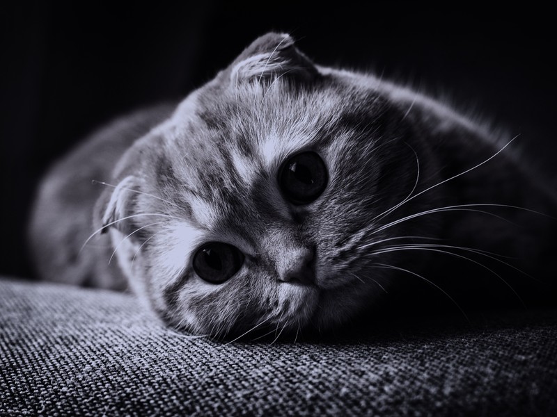 Кот лежит на диване и смотрит в камеру (шотландская вислоухая, scottish fold, усы, кот, чёрный)