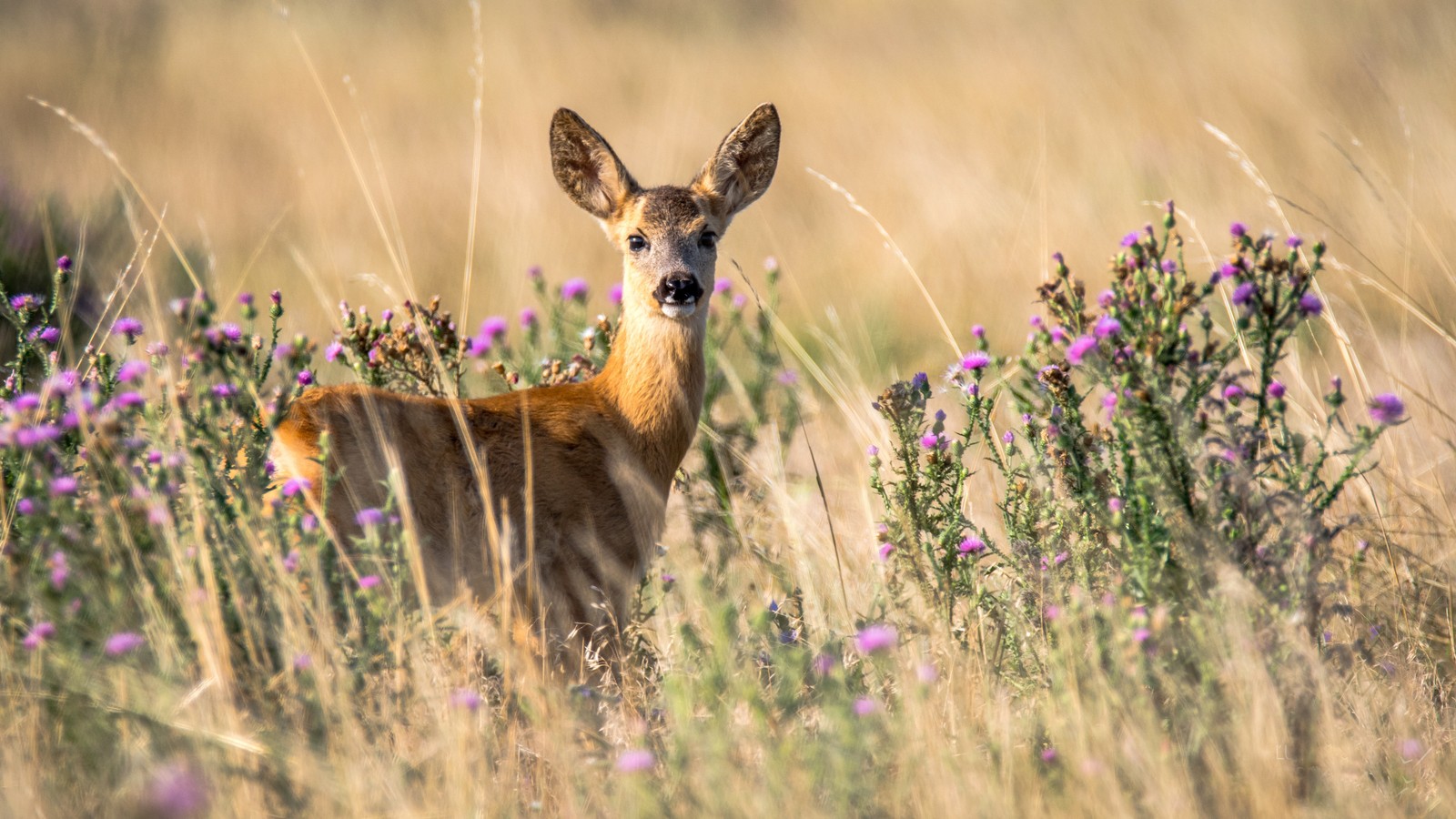 There is a deer that is standing in the tall grass (white tailed deer, roe deer, flower, grazing, deer)