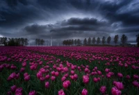 Champ de tulipes violettes vibrantes sous un ciel dramatique