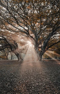 Luz solar filtrándose a través de ramas invernales en un paisaje natural sereno