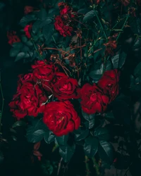 Rosas híbridas vermelhas vibrantes em plena floração entre uma folhagem verde exuberante.