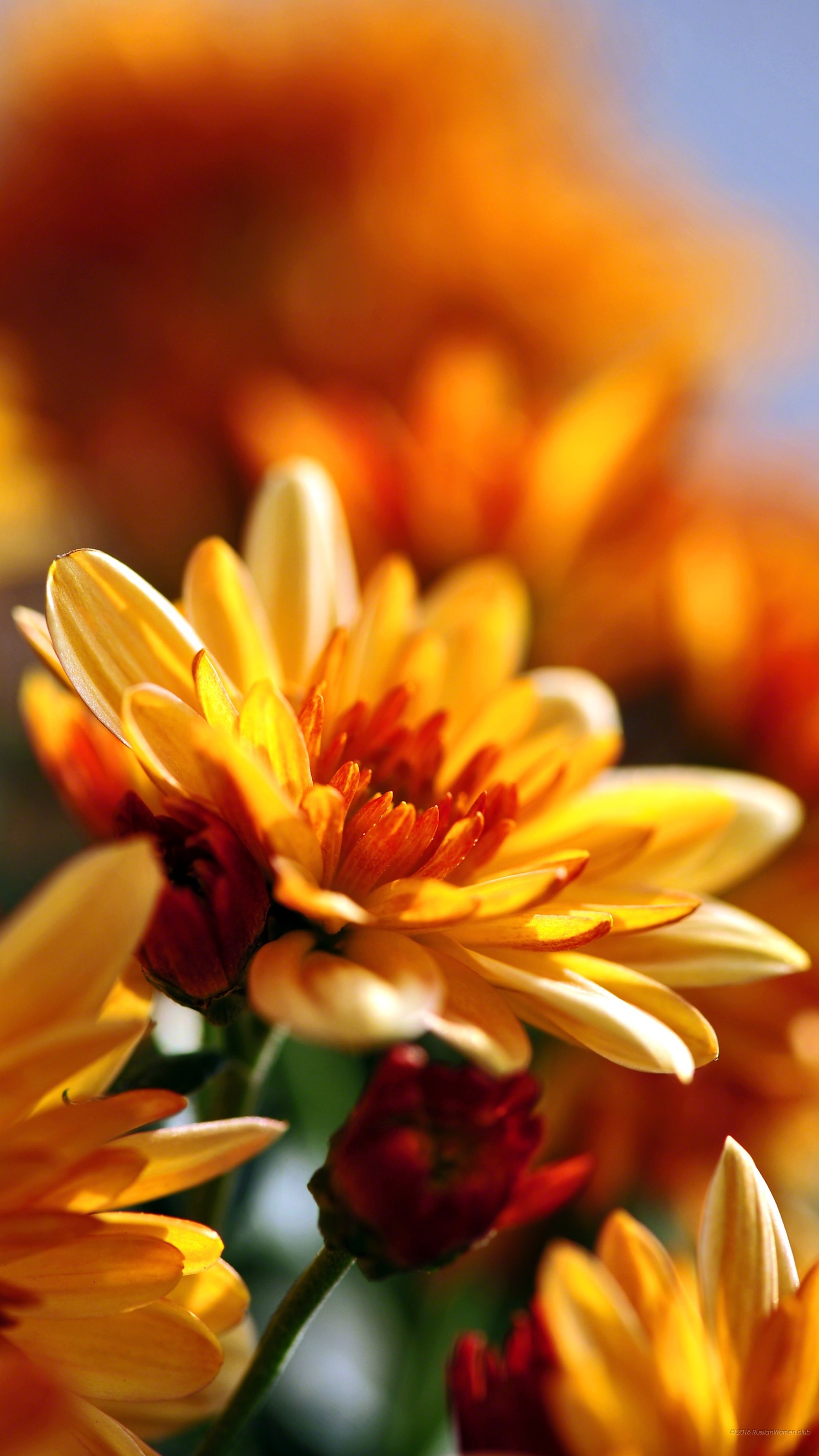 Des fleurs jaunes avec un centre rouge dans un vase sur une table (fleur, plante à fleurs, pétale, jaune, orange)