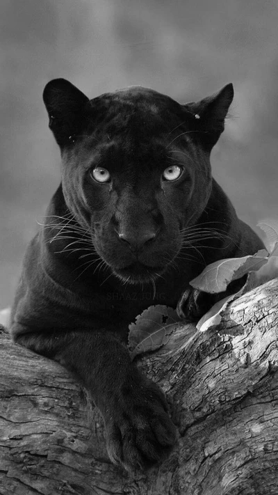 black, panther, panthers, big, puma