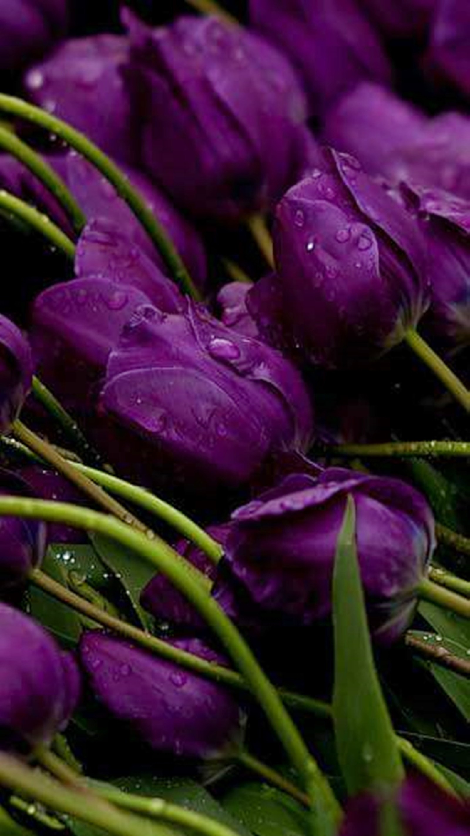 Tulipanes morados en un montón con gotas de agua sobre ellos (flores, primavera)