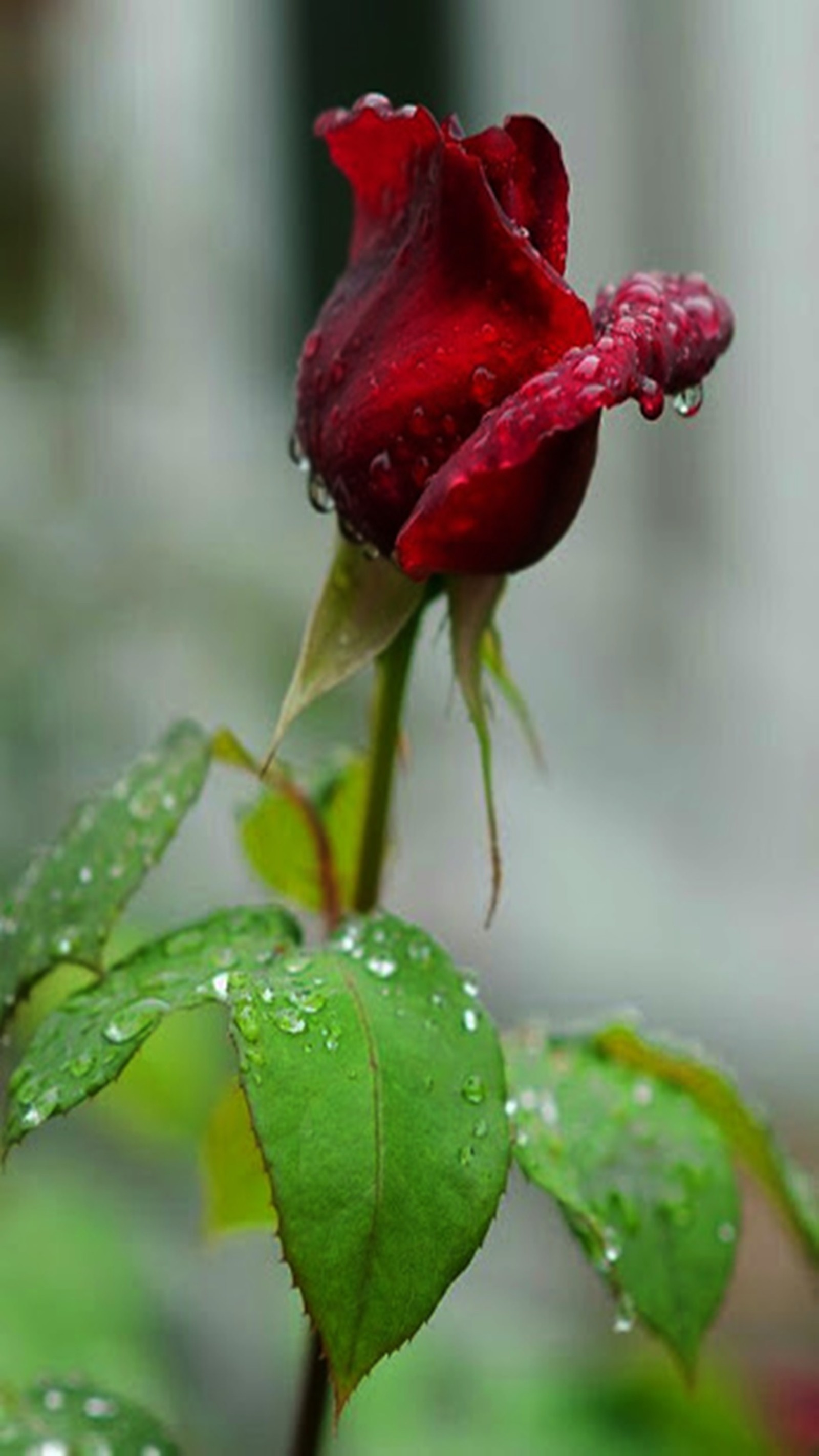 Una rosa roja con gotas de agua sobre ella (rojo, rosas)