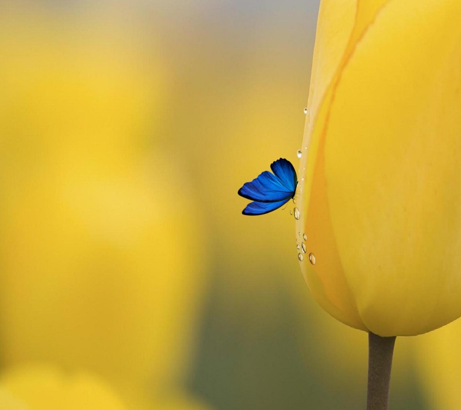 There is a blue butterfly sitting on a yellow flower (blue, bud, butterfly, drops)