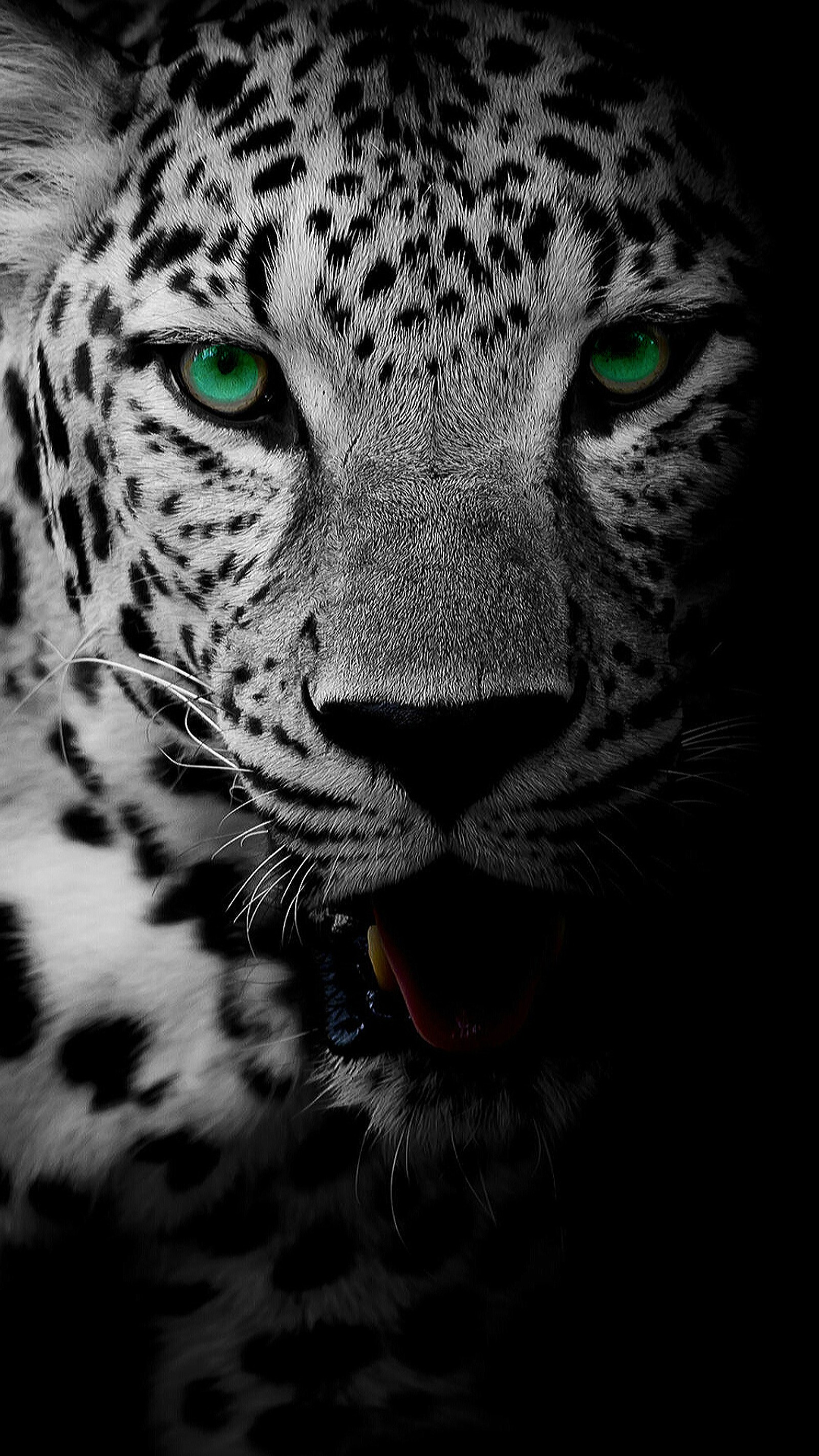 animal, black, eyes, face, green wallpaper