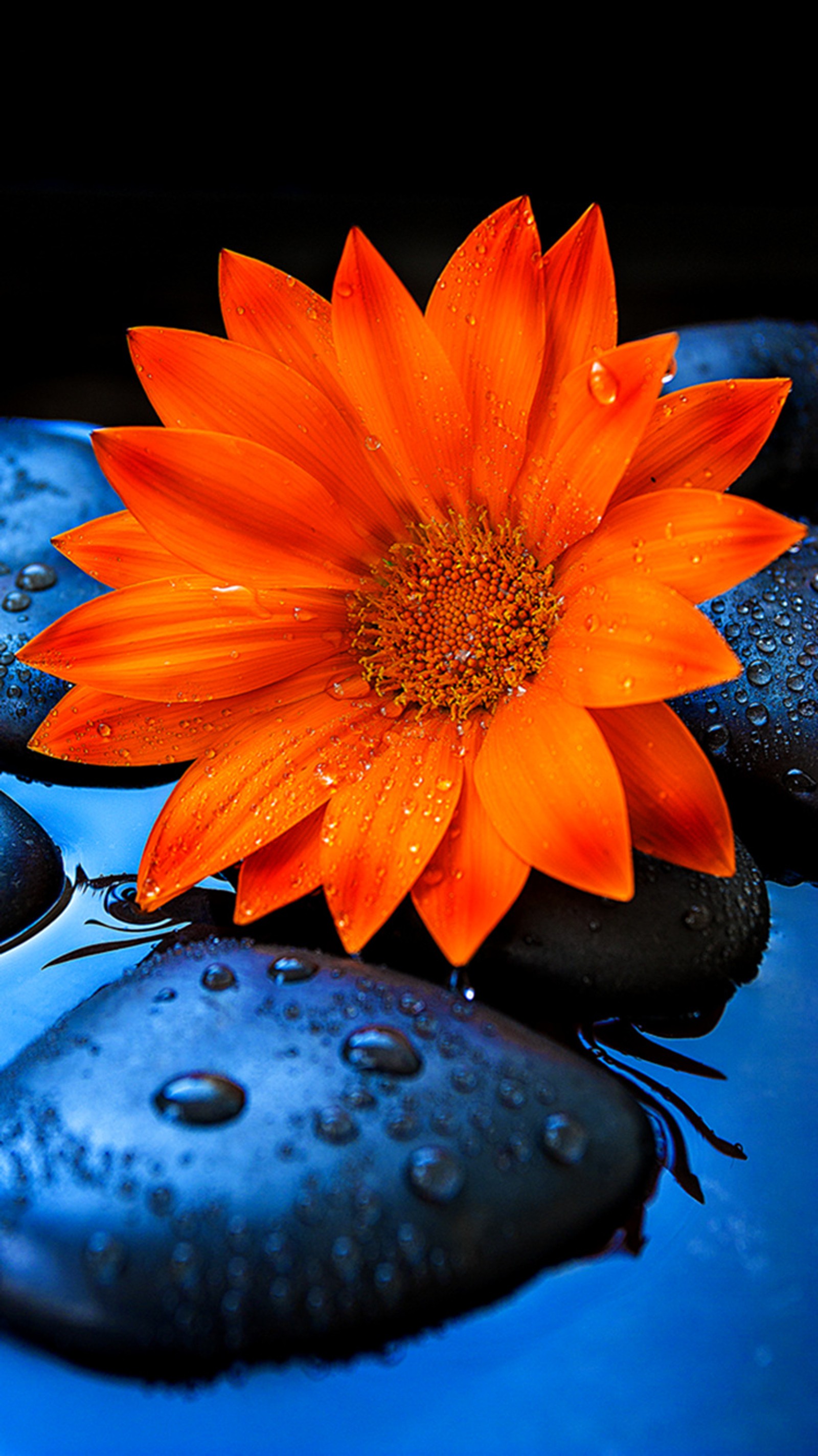 There is a flower that is sitting on some rocks in the water (orange, sunflower)