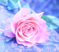 pink, rose