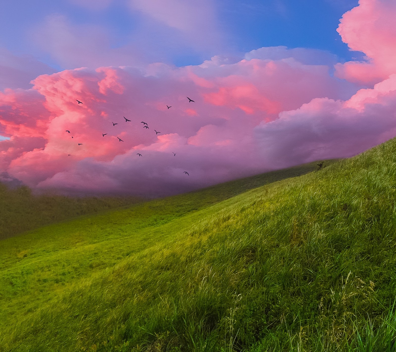 Viele vögel fliegen am himmel über einem grasbewachsenen hügel (landschaft, natur)