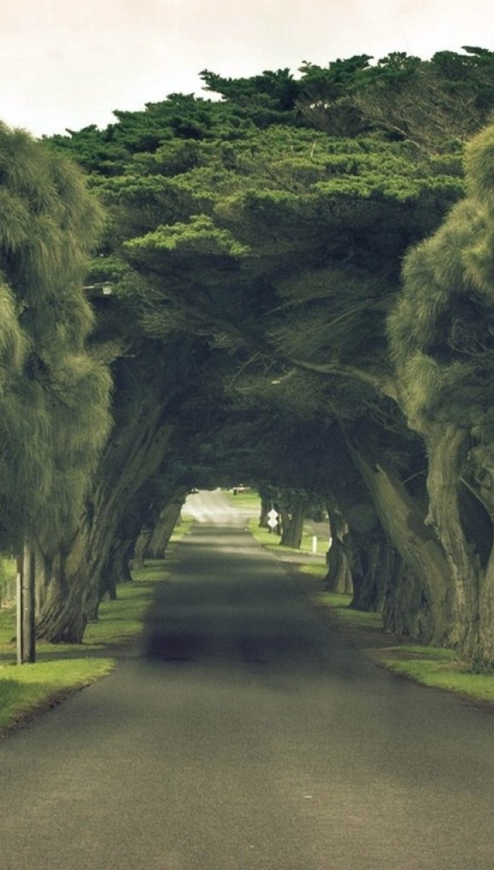 Há um carro dirigindo por uma estrada cercada por árvores (natureza, estrada, árvores, túnel)