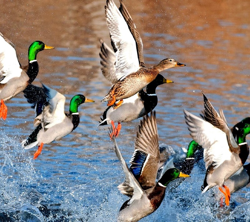 Утки летают над водоемом с расправленными крыльями (wild duck)