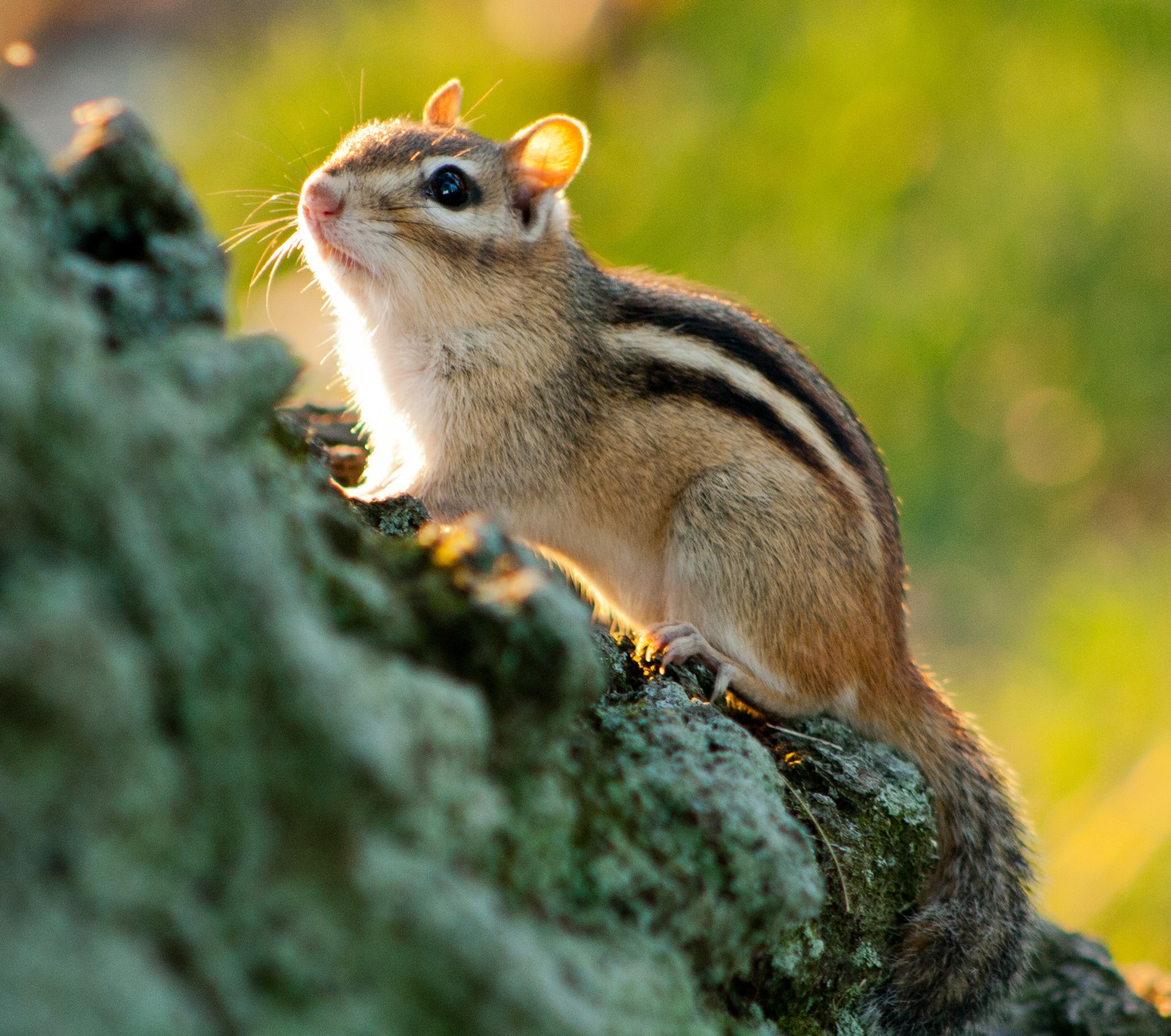 There is a small chipmunt sitting on a tree branch (animal, chipmunk, cute)