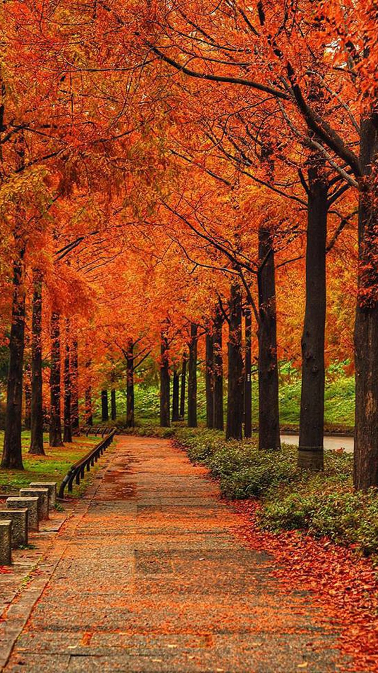 Bäume mit orangefarbenen blättern säumen einen weg im park (herbst, blätter, natur, park)