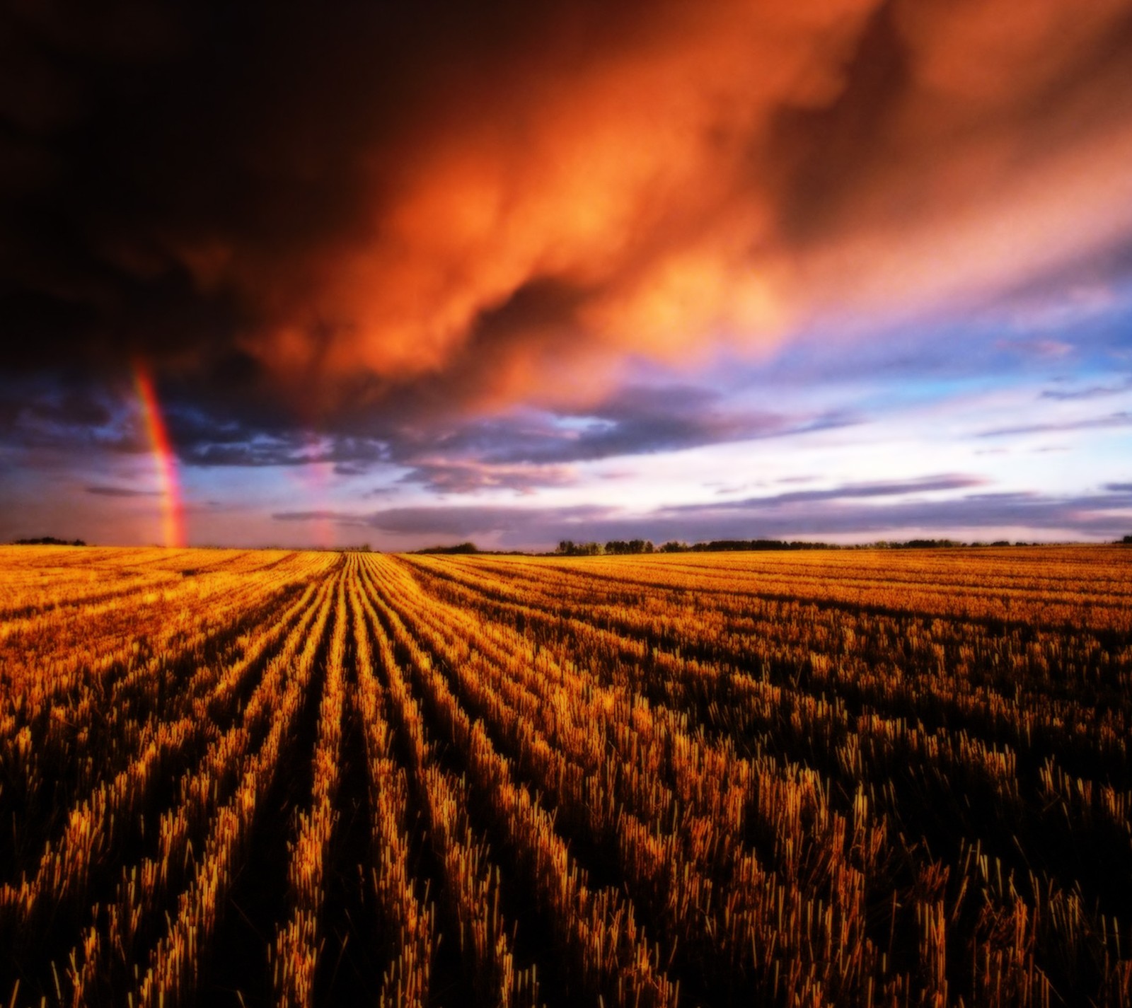 Une vue d'un arc-en-ciel dans le ciel au-dessus d'un champ de cultures (coloré, génial, agriculture, champ, paysage)