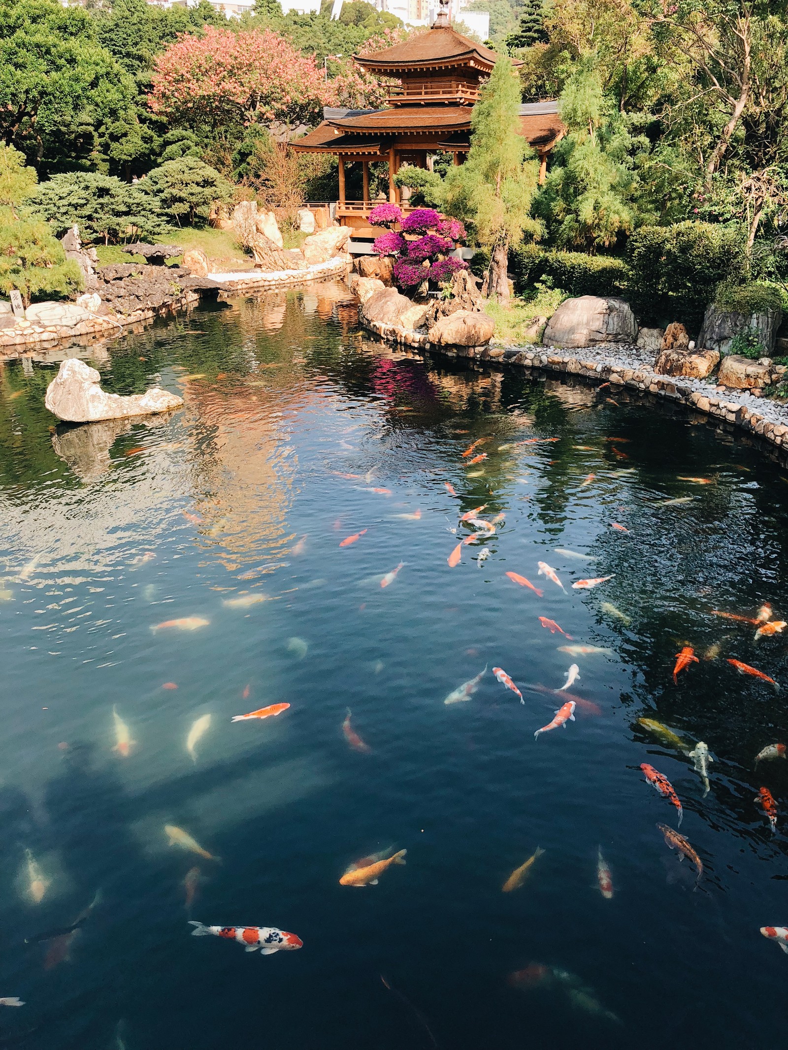 There are many fish swimming in the pond in the garden (reflection, swimming pool, body of water, pond, water)