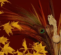 autumn, feather, peacock