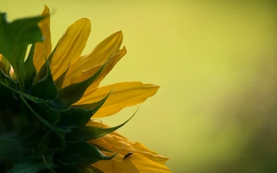 Gros plan d'un pétale de tournesol jaune vif sur un doux fond vert.