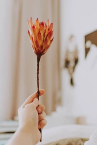 Mão segurando uma flor vibrante em um quarto aconchegante