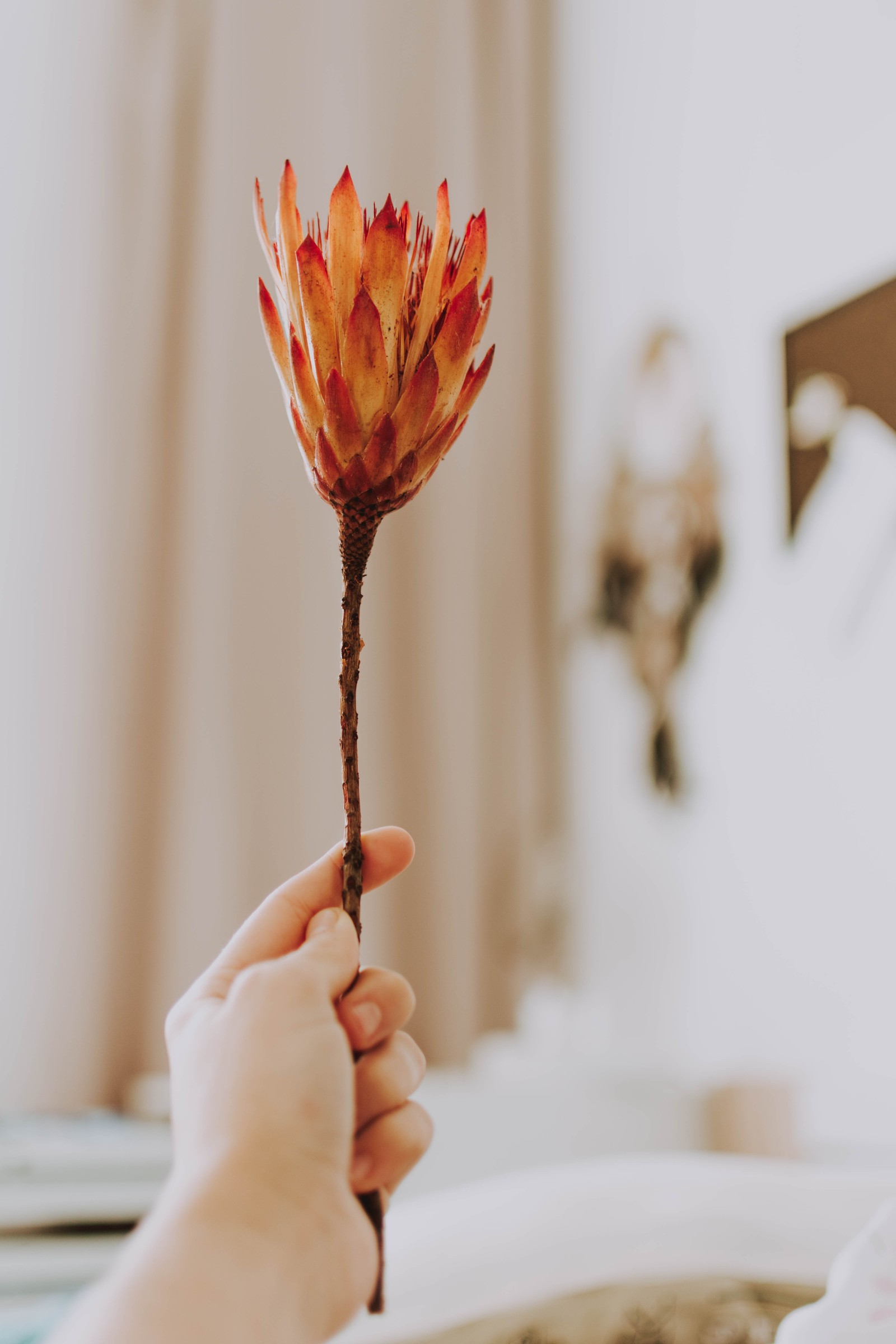 Quelqu'un tient une fleur dans sa main dans une chambre (vaisselle, doigt, table, plante, papier)