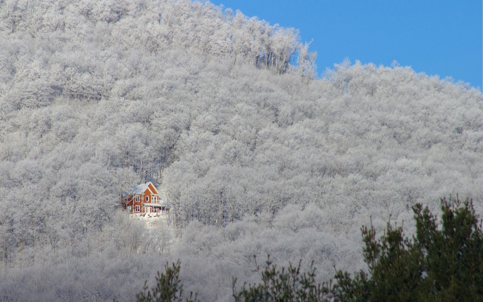 Lade frost, baum, gefrieren, schnee, berge Hintergrund herunter