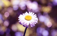 Margarita púrpura vibrante en flor con fondo suave de bokeh