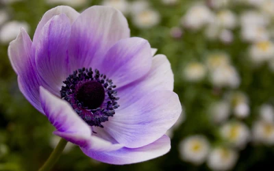 Flor de anémona púrpura vibrante en flor