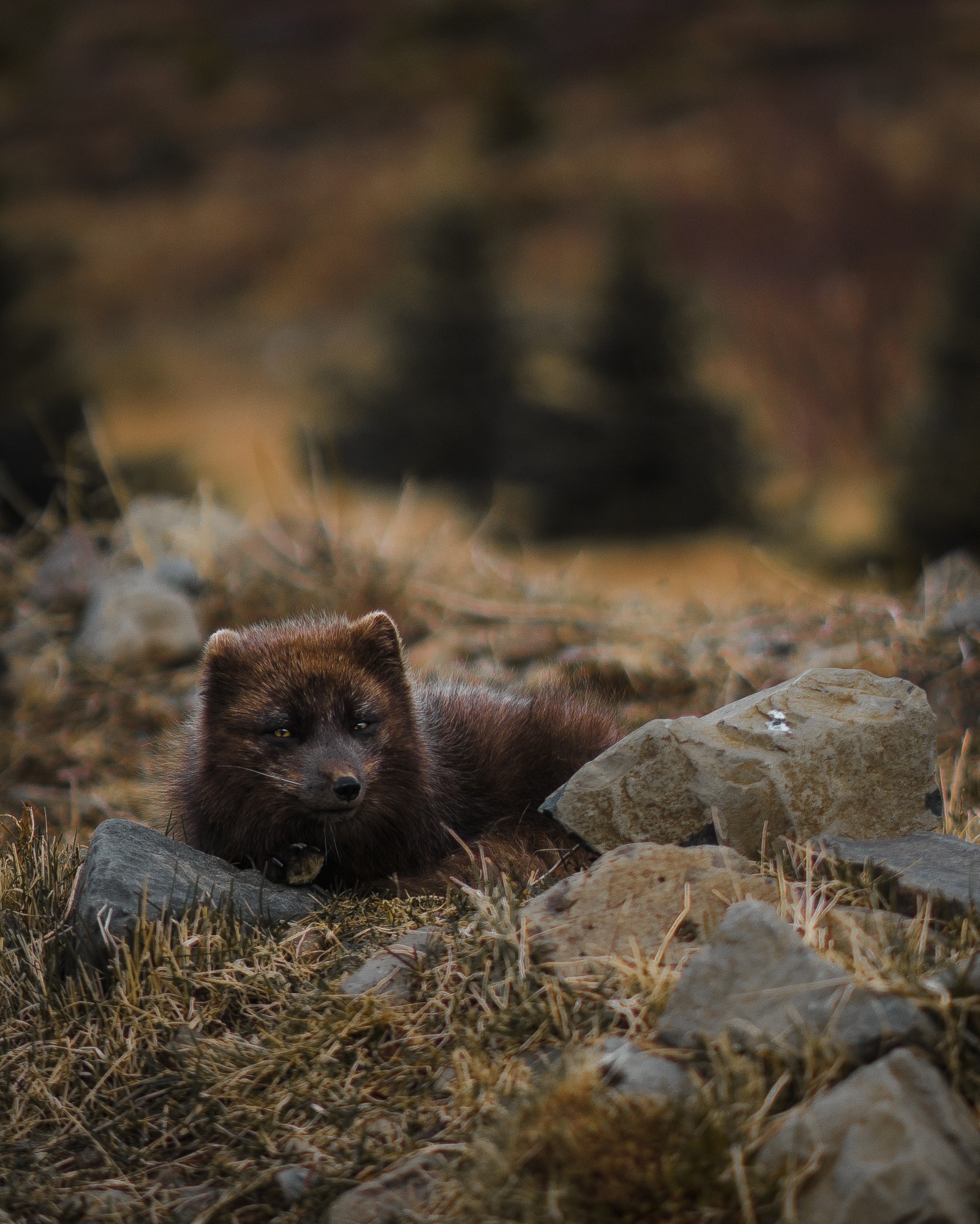 There is a brown bear laying on a rocky hill with rocks (arctic fox, fox, wildlife, terrestrial animal, mustelidae)