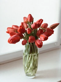 Bouquet de tulipas vermelhas vibrantes em um vaso transparente