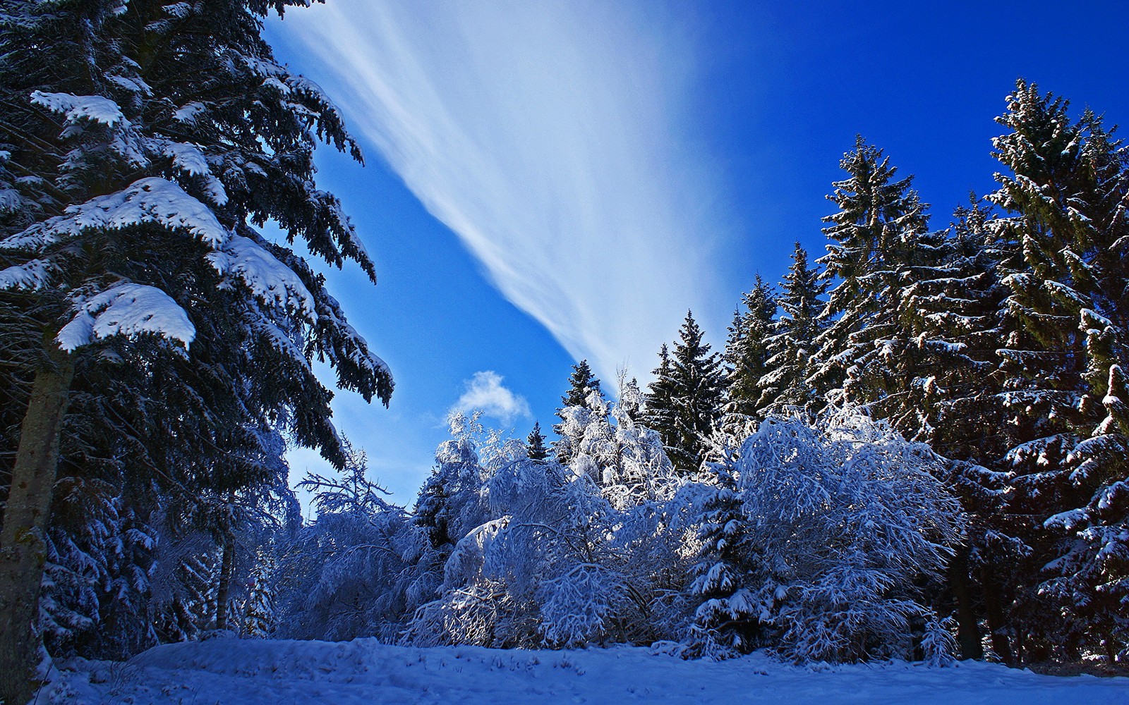 Snowy trees and a blue sky with a few clouds (tree, snow, winter, blue, nature)